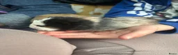 Guinea Pig rodents for sale: We have two litters of guinea pigs - Advert 14