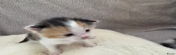 British Longhair cats for sale: Kittens  in Haltwhistle - Advert 23