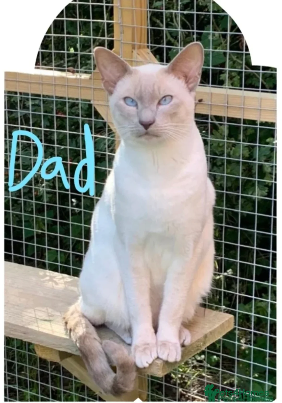 Siamese cats for sale: Traditional Siamese Kitten - Advert 2