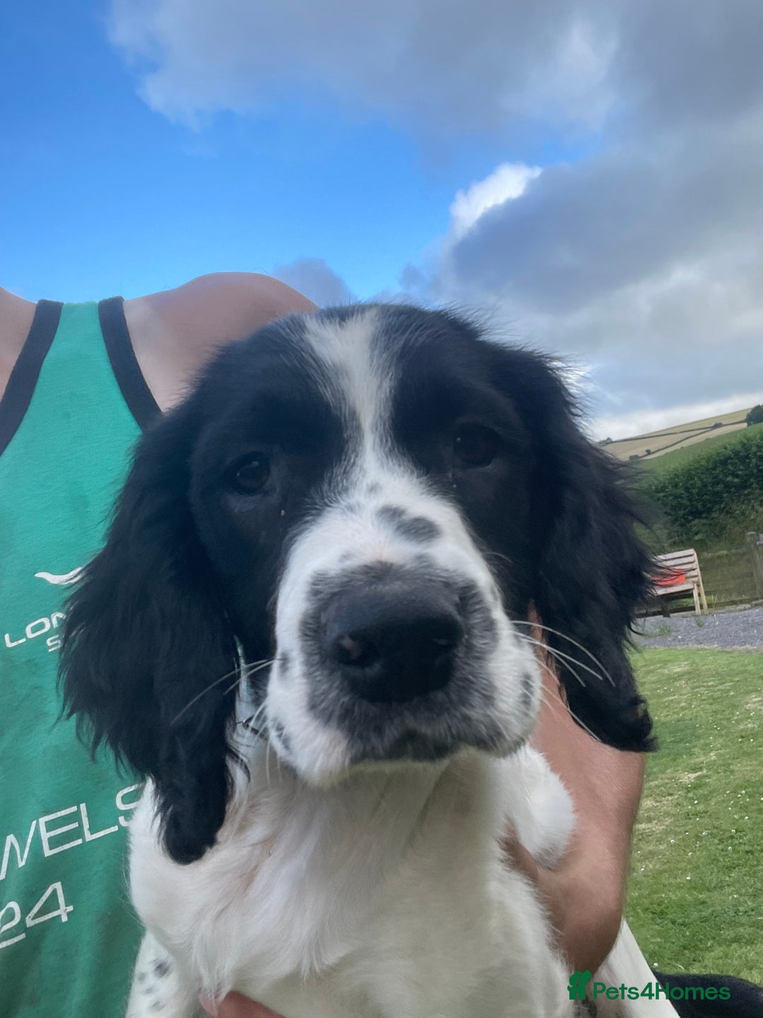 English Springer Spaniel dogs for sale: Fully vaccinated English Springer Spaniel pups  in Craven Arms - Image 3