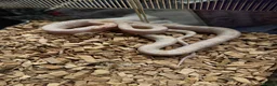 Corn Snake reptiles for sale: Corn snake  - Advert 2