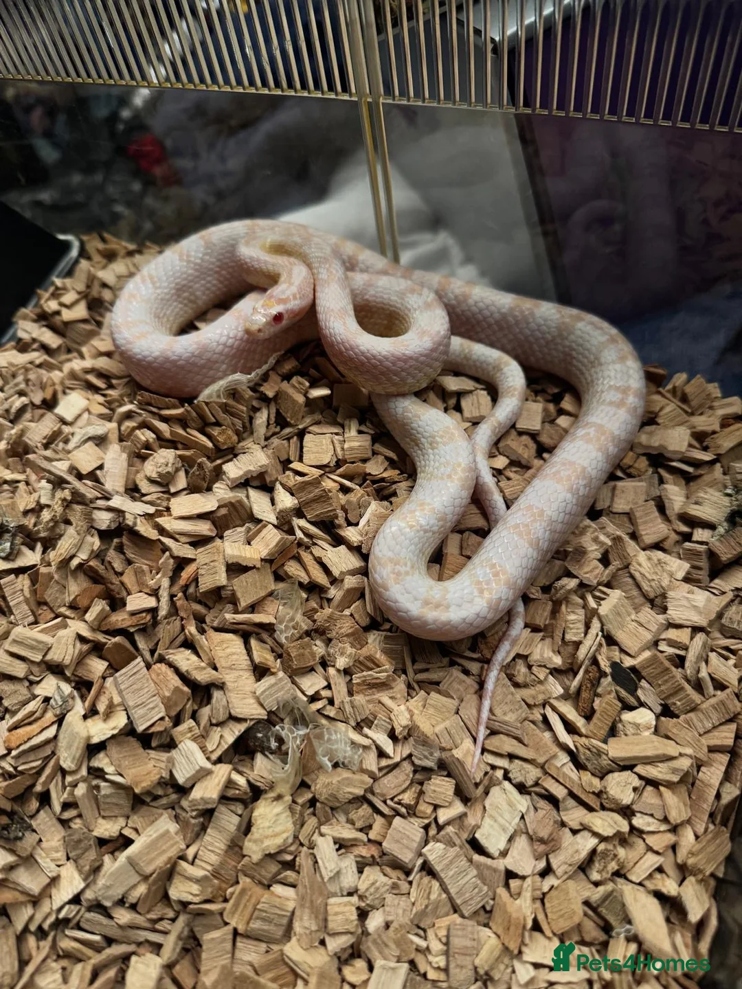 Corn Snake reptiles for sale: Corn snake  - Advert 2