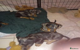Dachshund dogs for sale: Dachshund cross pups 3/4 breed - Image 10