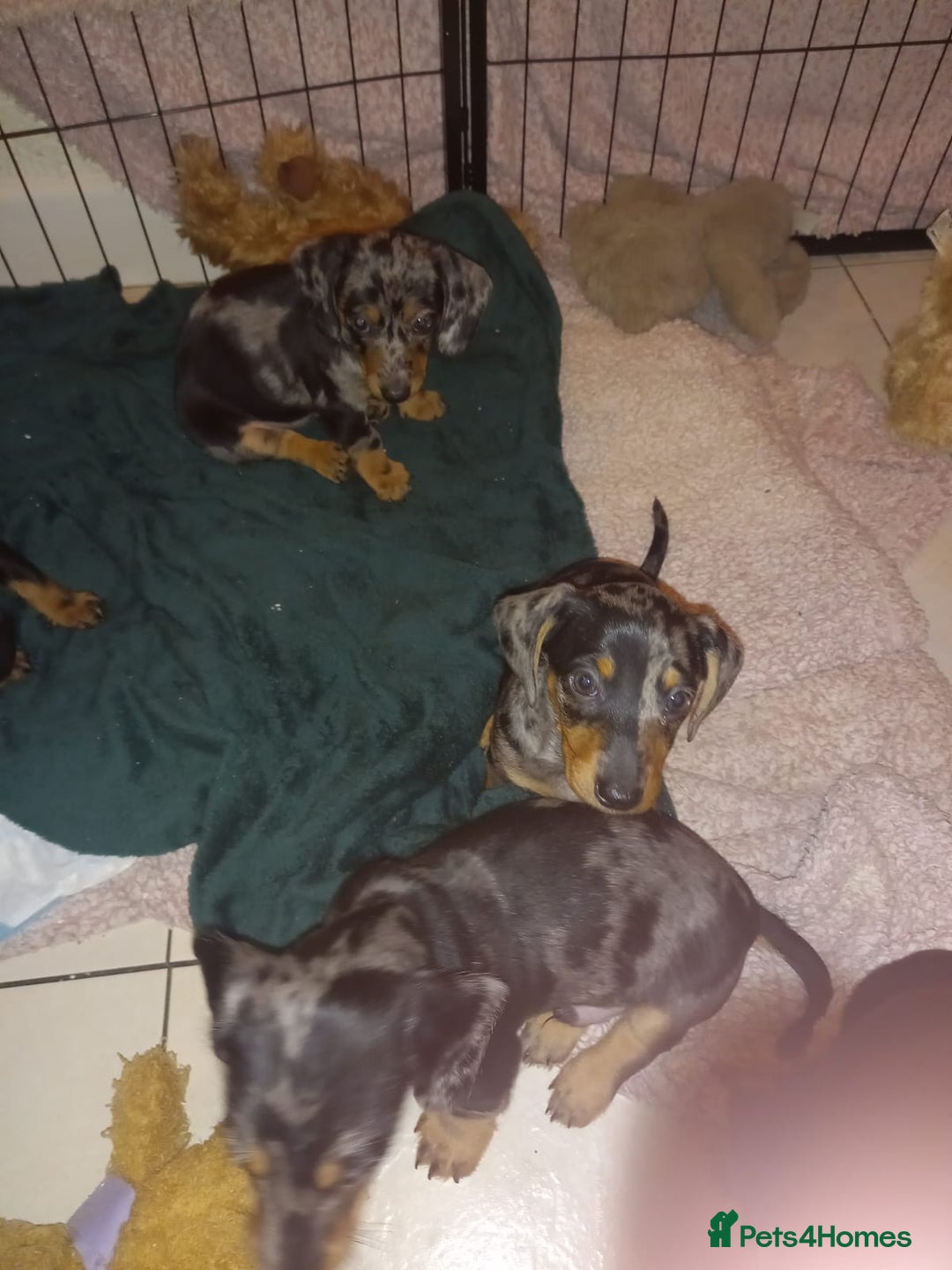 Dachshund dogs for sale: Dachshund cross pups 3/4 breed - Image 10