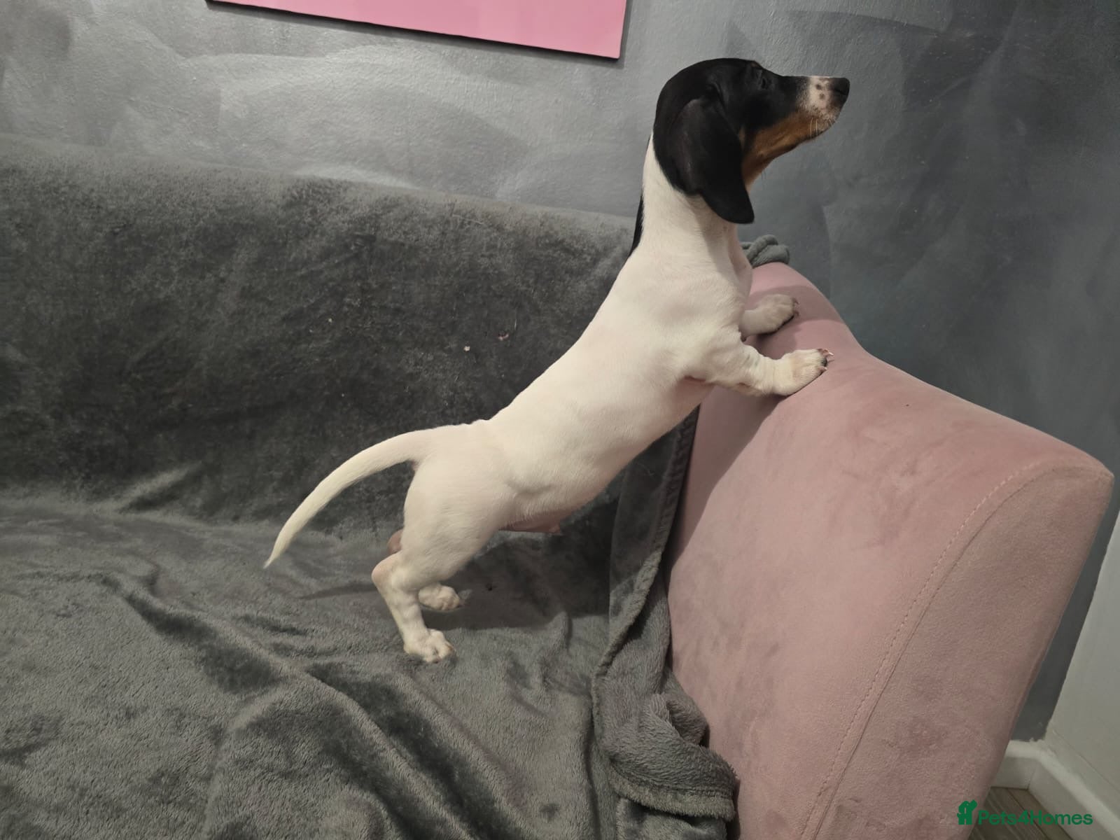 Miniature Dachshund dogs Mini piebald male dachshund  - Advert 1