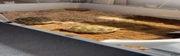 Tortoise reptiles for sale: Russian tortoise in Looe - Advert 2