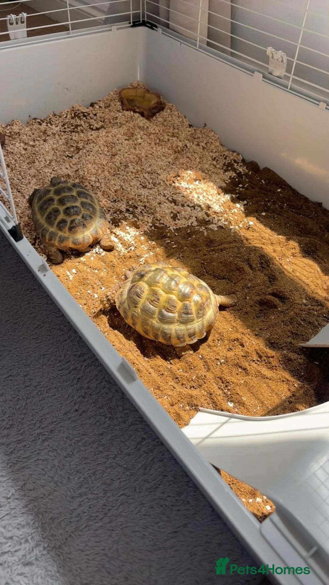 Tortoise reptiles for sale: Russian tortoise in Looe - Advert 2