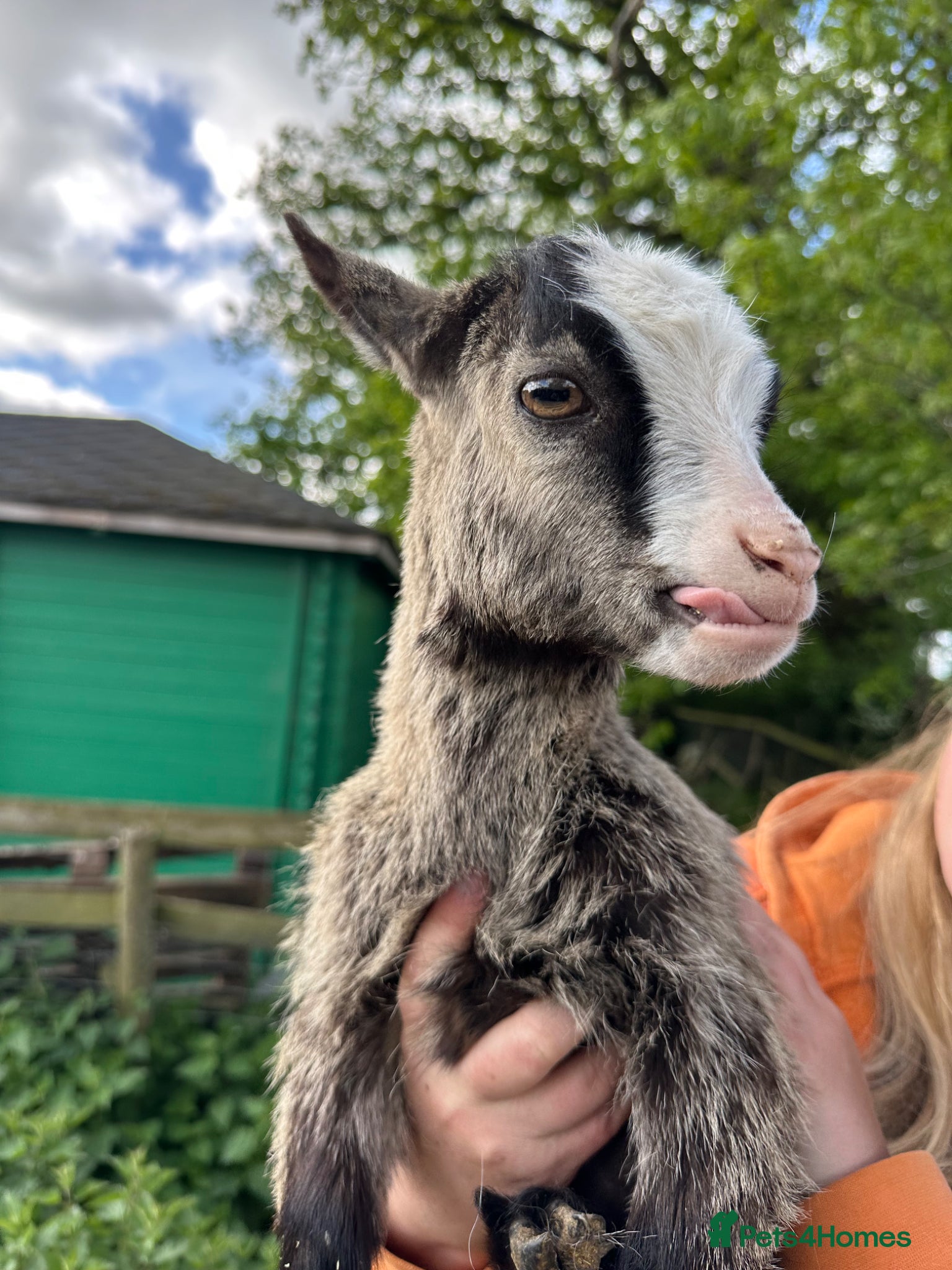 Goats livestock Baby goats  - Advert 2