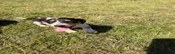 Dachshund dogs for sale: Two beautiful Isabela dachshund b in Rugby - Advert 19