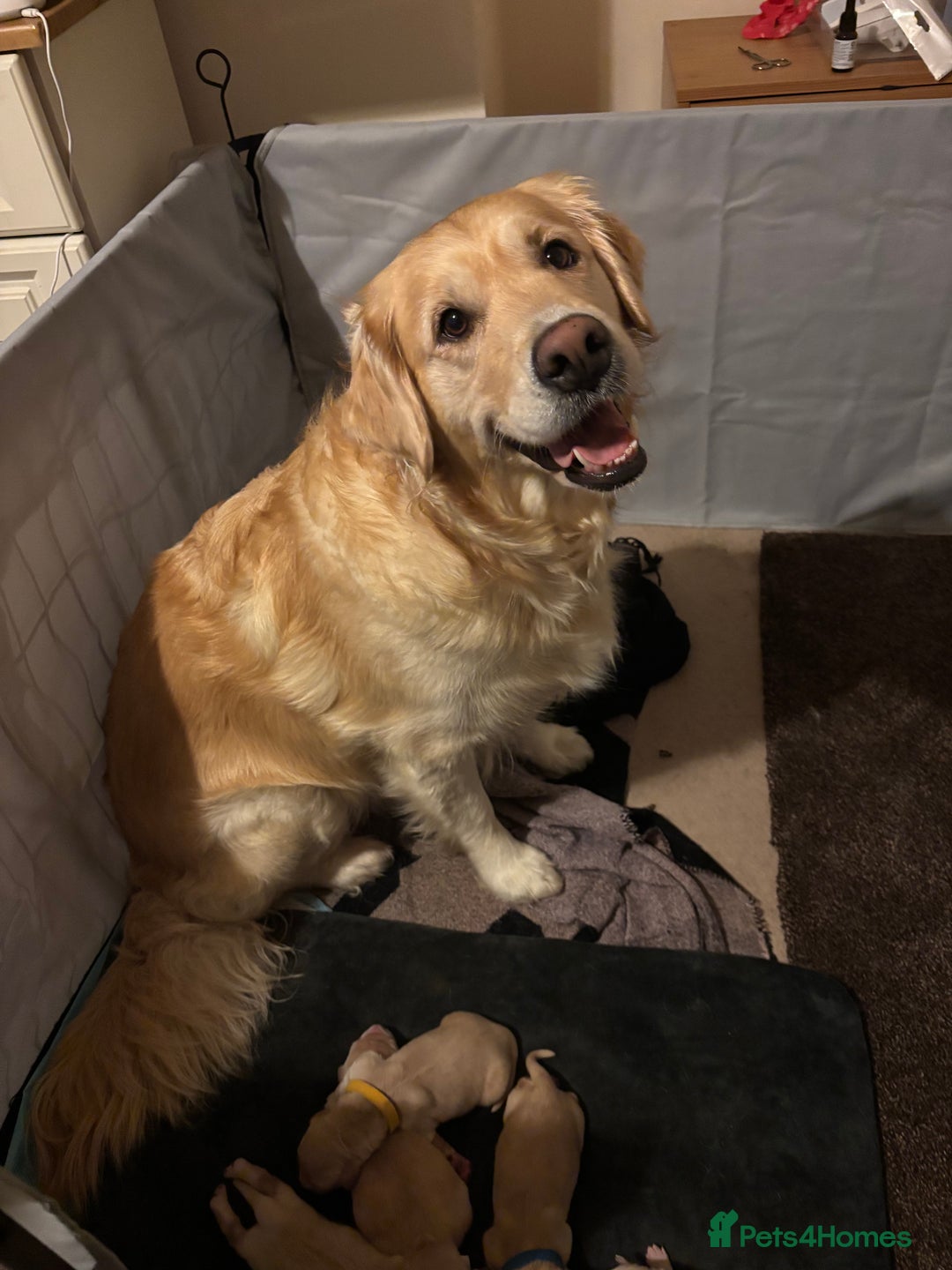 Golden Retriever dogs for sale: Golden Retriever Puppies for Sale - Advert 10