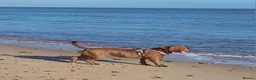 Dogue De Bordeaux dogs for sale: Dogue De Bordeaux looking for a new loving home  - Advert 10