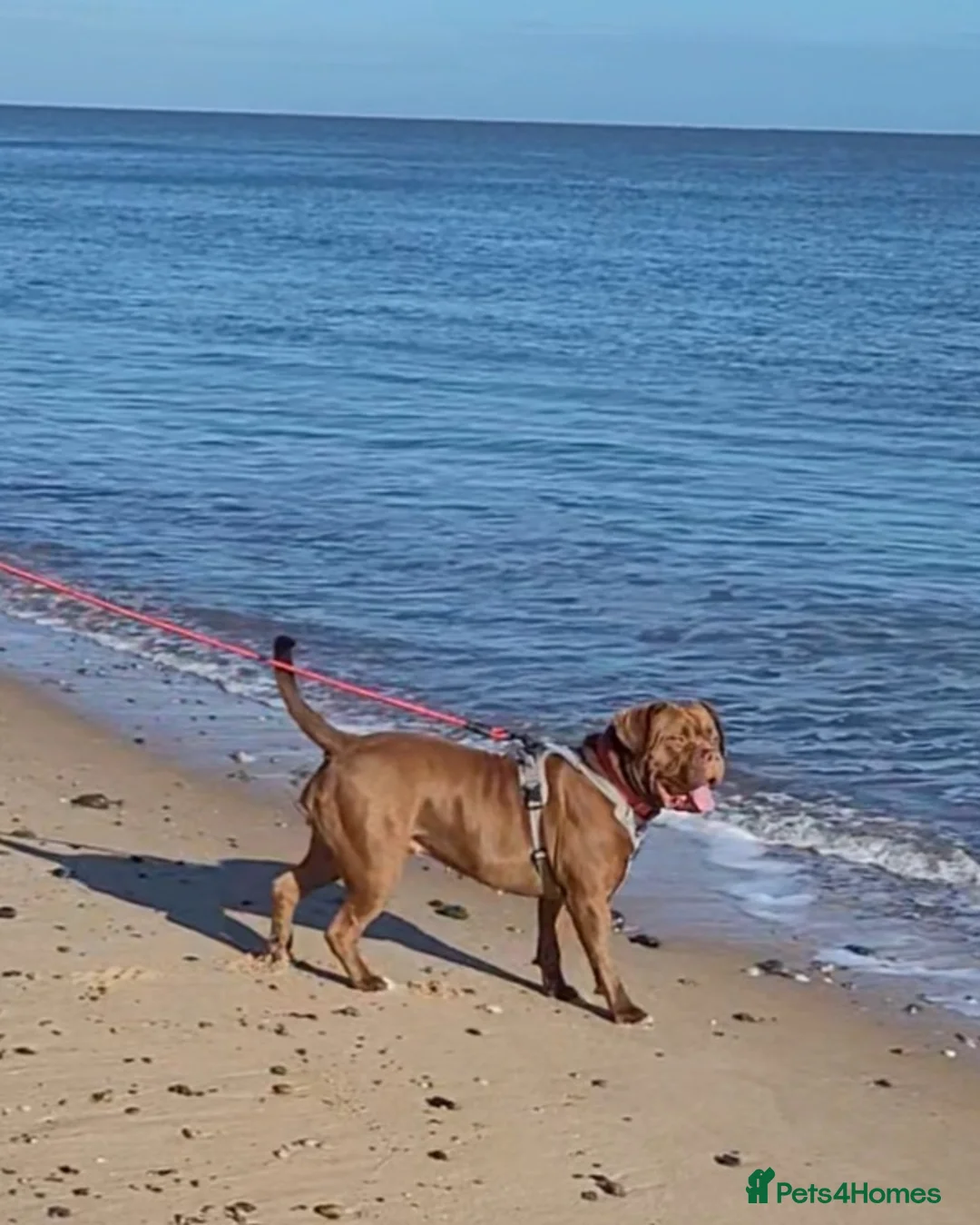Dogue De Bordeaux dogs for sale: Dogue De Bordeaux looking for a new loving home  - Advert 10