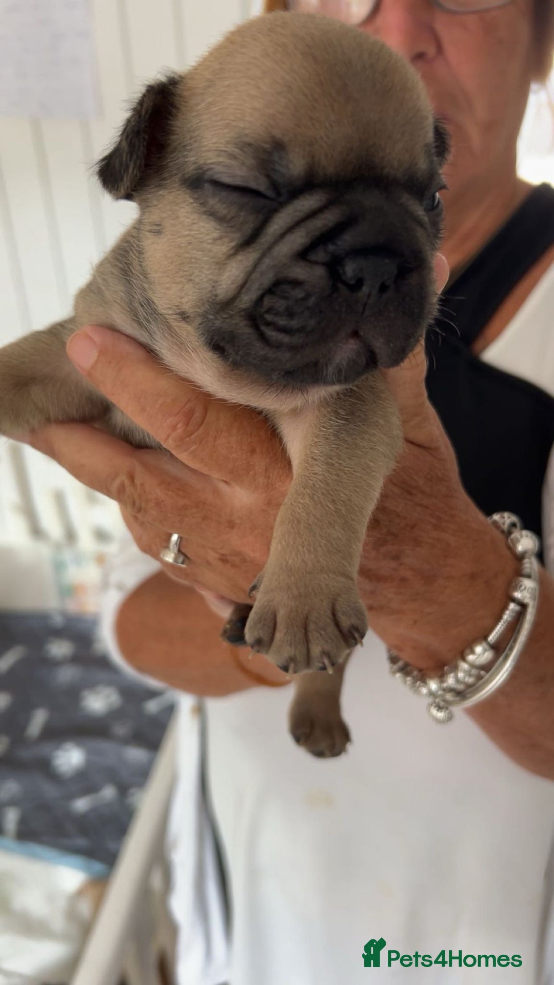 French Bulldog dogs for sale: French Bulldog puppies - Image 31