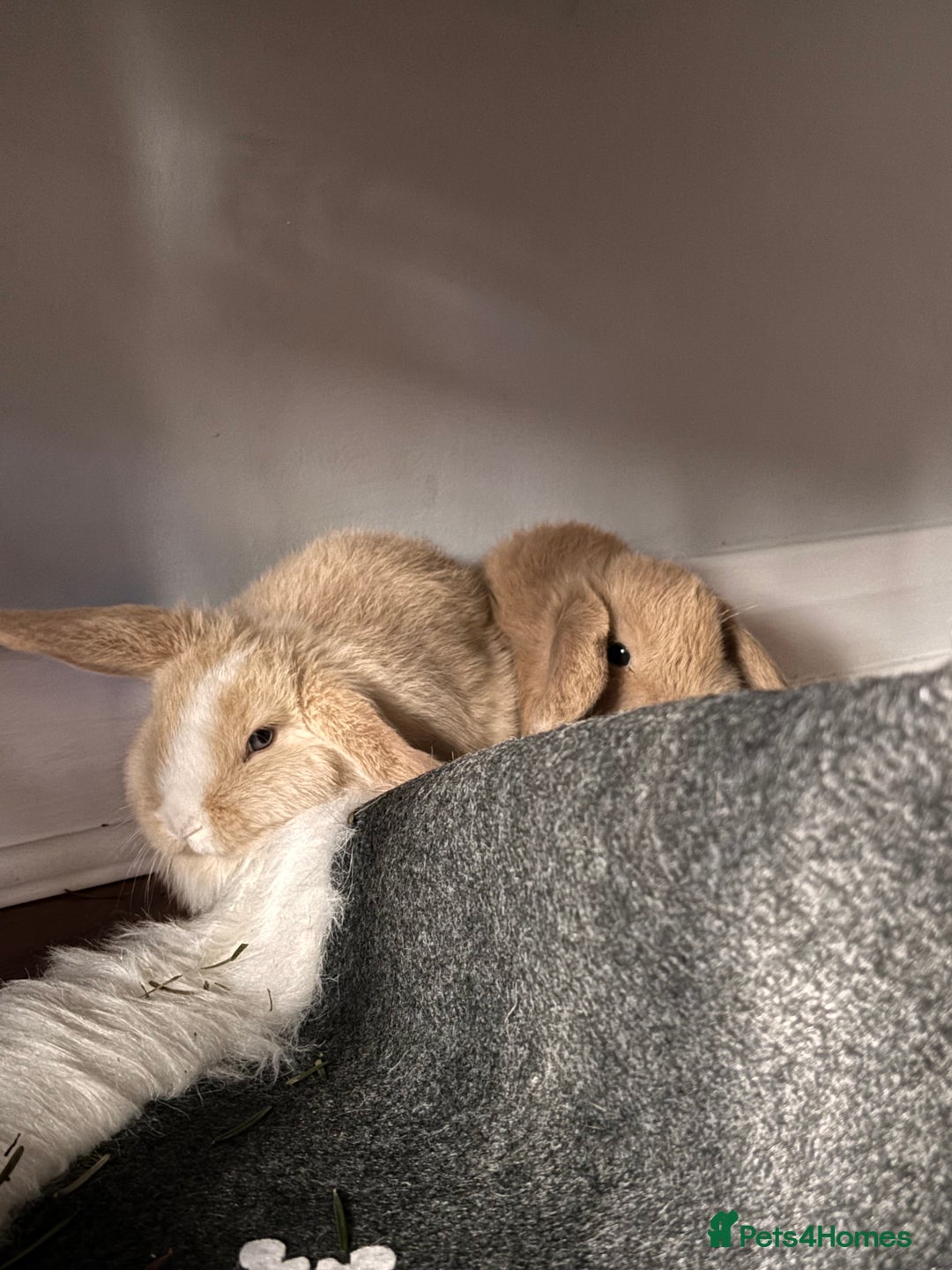 Mini Lop rabbits for sale: purebred Mini Lops  - Advert 7