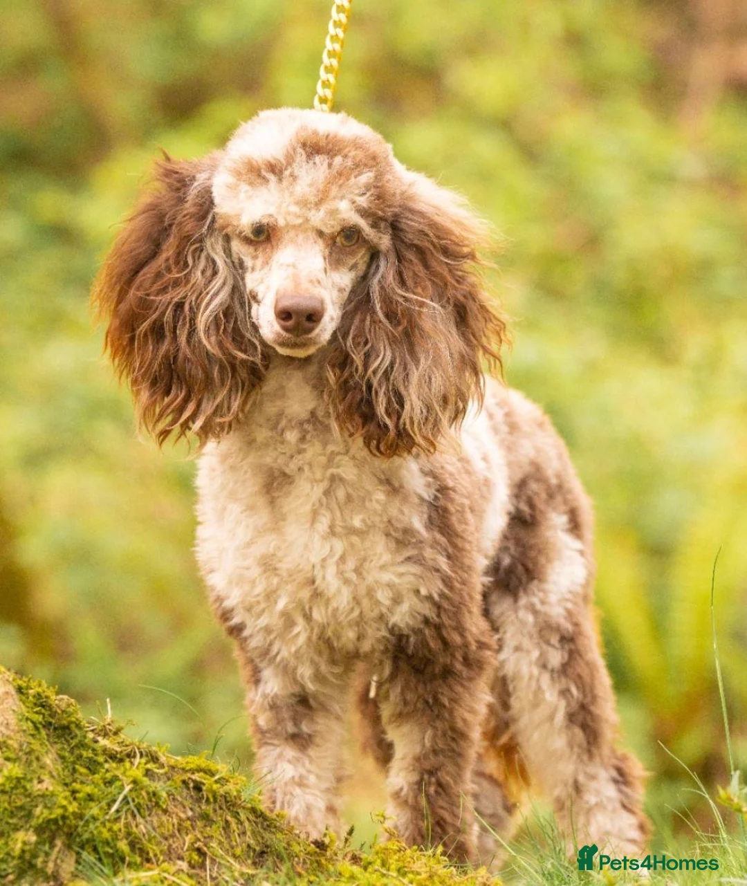 Poodle dogs for stud: Miniature rare chocolate merle health tested stud in Maesteg - Advert 2