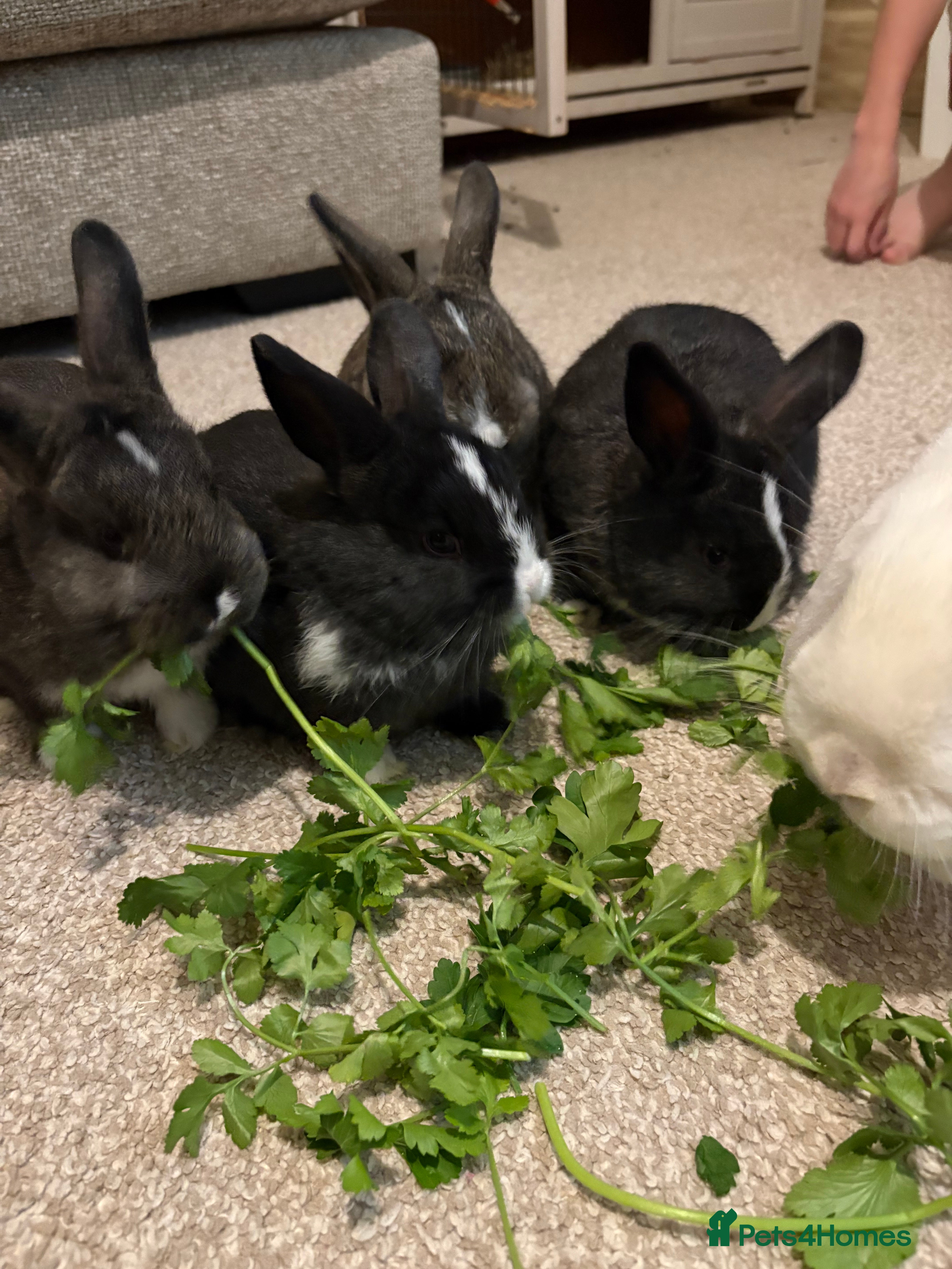 Mixed Breed rabbits 2X bucks 2X Does available Holland Lops - Advert 14
