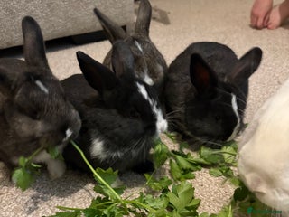 Mixed Breed rabbits 2X bucks 2X Does available Holland Lops - Advert 14