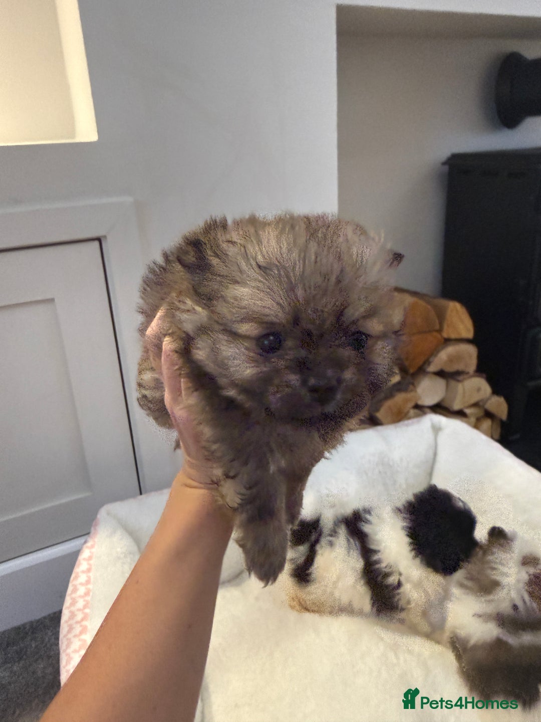 Pomeranian dogs for sale: Beautifully  **  fluffy Pomeranian puppies - Advert 5