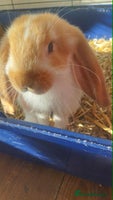 French Lop rabbits Beautiful French Lop bunnies - Advert 1