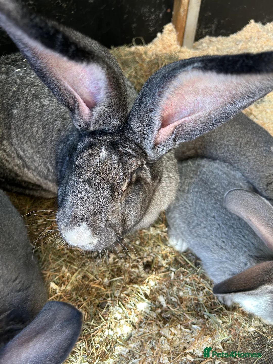 Continental Giant rabbits for sale: We Have the World’s Biggest Bunnies as seen on TV - Advert 2