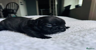 French Bulldog dogs - Advert 1