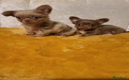 Chihuahua dogs for sale: Beautiful Long-Haired Chihuahua Puppies - Advert 1