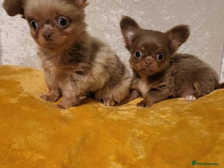 Chihuahua dogs for sale: Beautiful Long-Haired Chihuahua Puppies - Advert 1