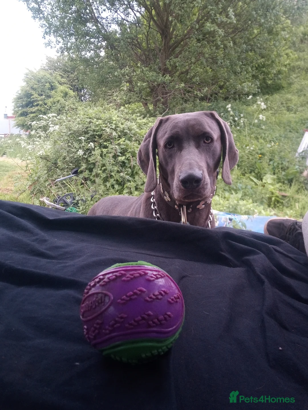 Weimaraner dogs for stud: Handsome Blue Weimaraner Available for Stud Proven in Leyland - Advert 4
