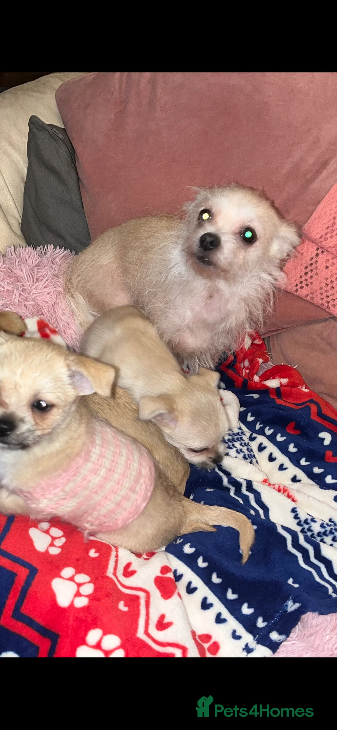 Mixed Breed dogs for sale: Maltese \ Chihuahua - Advert 1