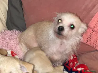 Mixed Breed dogs Maltese \ Chihuahua - Advert 1