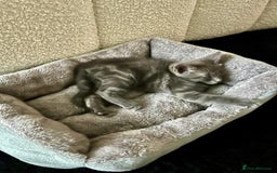 Russian Blue cats for sale: Gorgeous male kitten needs home asap - Image 2