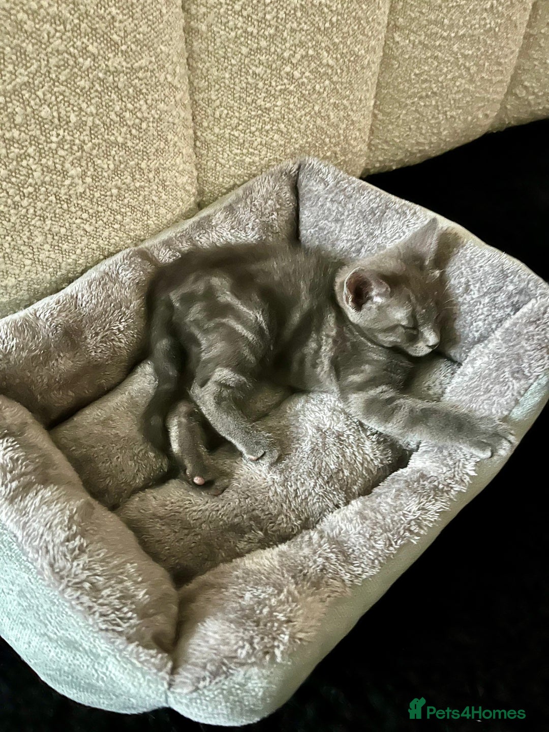 Russian Blue cats for sale: Gorgeous male kitten needs home asap - Image 2