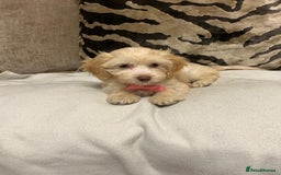 Cavapoo dogs for sale: Cavapoo puppies  - Advert 9