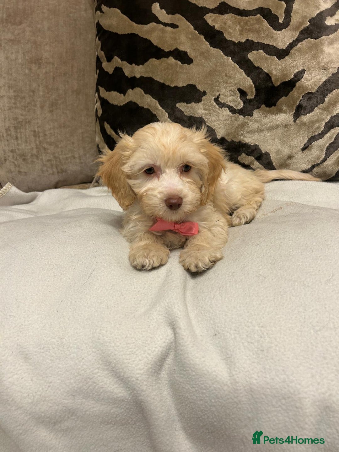 Cavapoo dogs for sale: Cavapoo puppies  - Advert 9