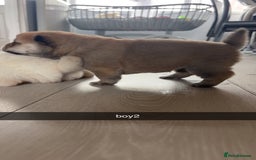 Chow Chow dogs for sale: chow chow puppies  - Image 4