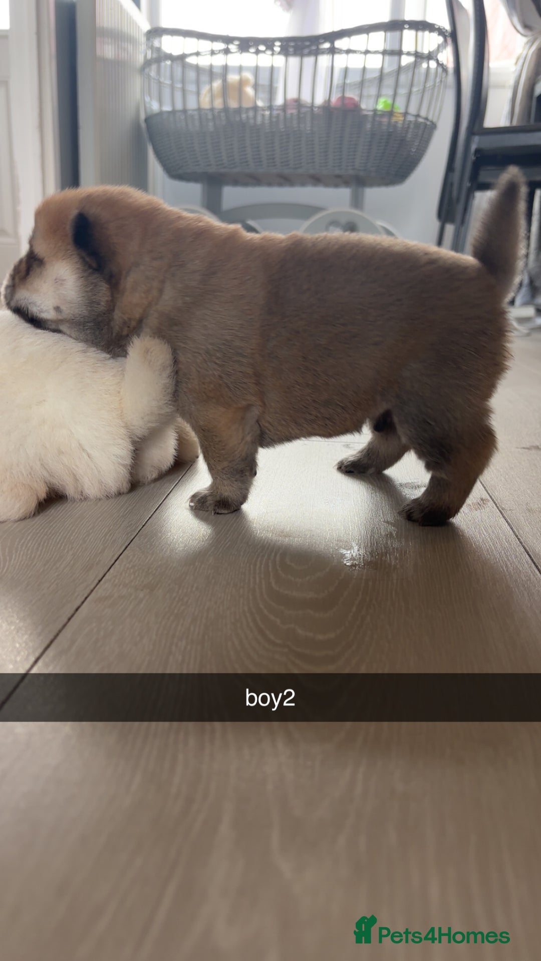 Chow Chow dogs for sale: chow chow puppies  - Image 4
