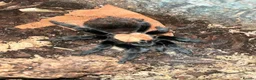 Tarantulas invertebrates for sale: Selling 6 of my Brachypelma - Advert 2