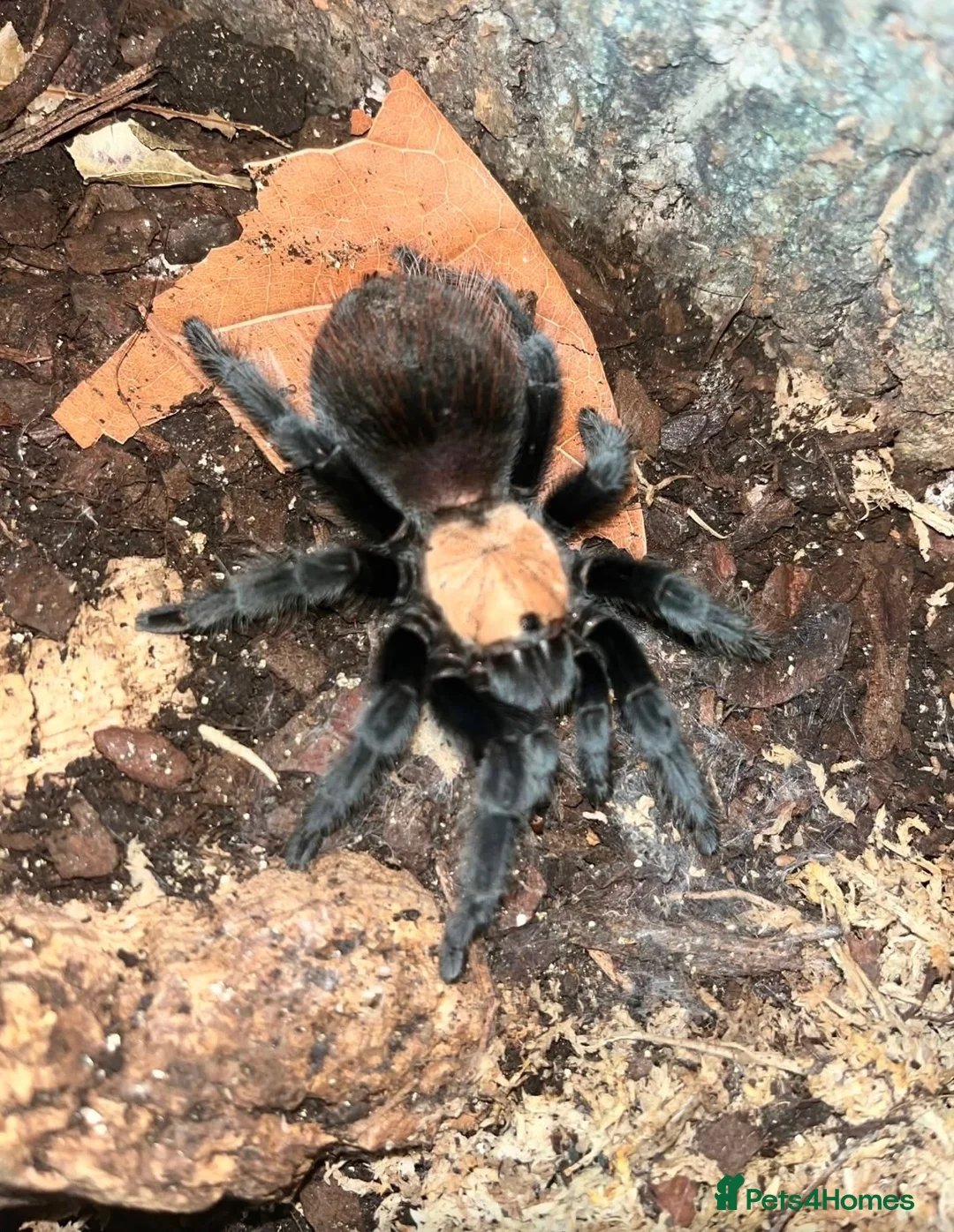 Tarantulas invertebrates for sale: Selling 6 of my Brachypelma - Advert 2