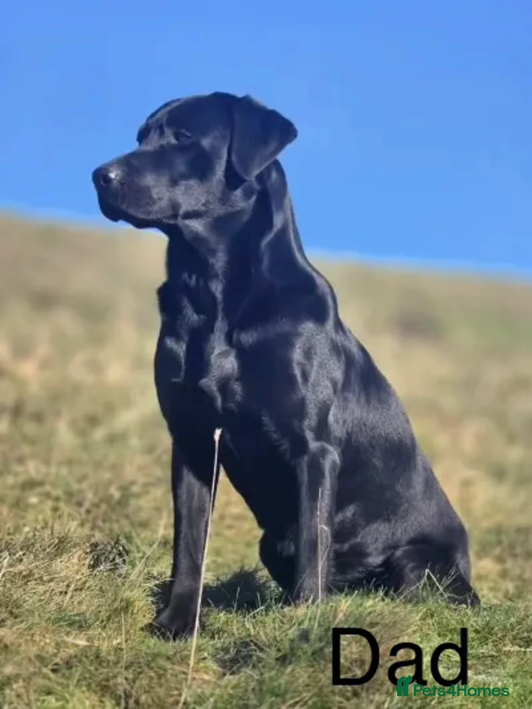 Labrador Retriever dogs for sale: Fox red Labrador puppies - Advert 5