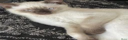 Mixed Breed cats for sale: White and Chocolate Colourpoint Male kitten - Advert 2