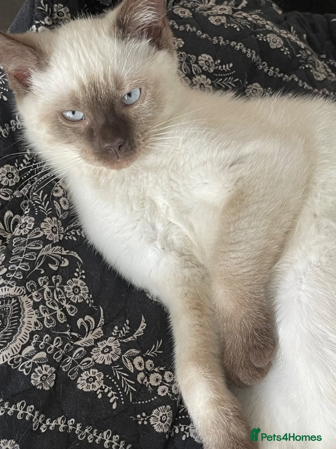 Mixed Breed cats for sale: White and Chocolate Colourpoint Male kitten - Advert 2
