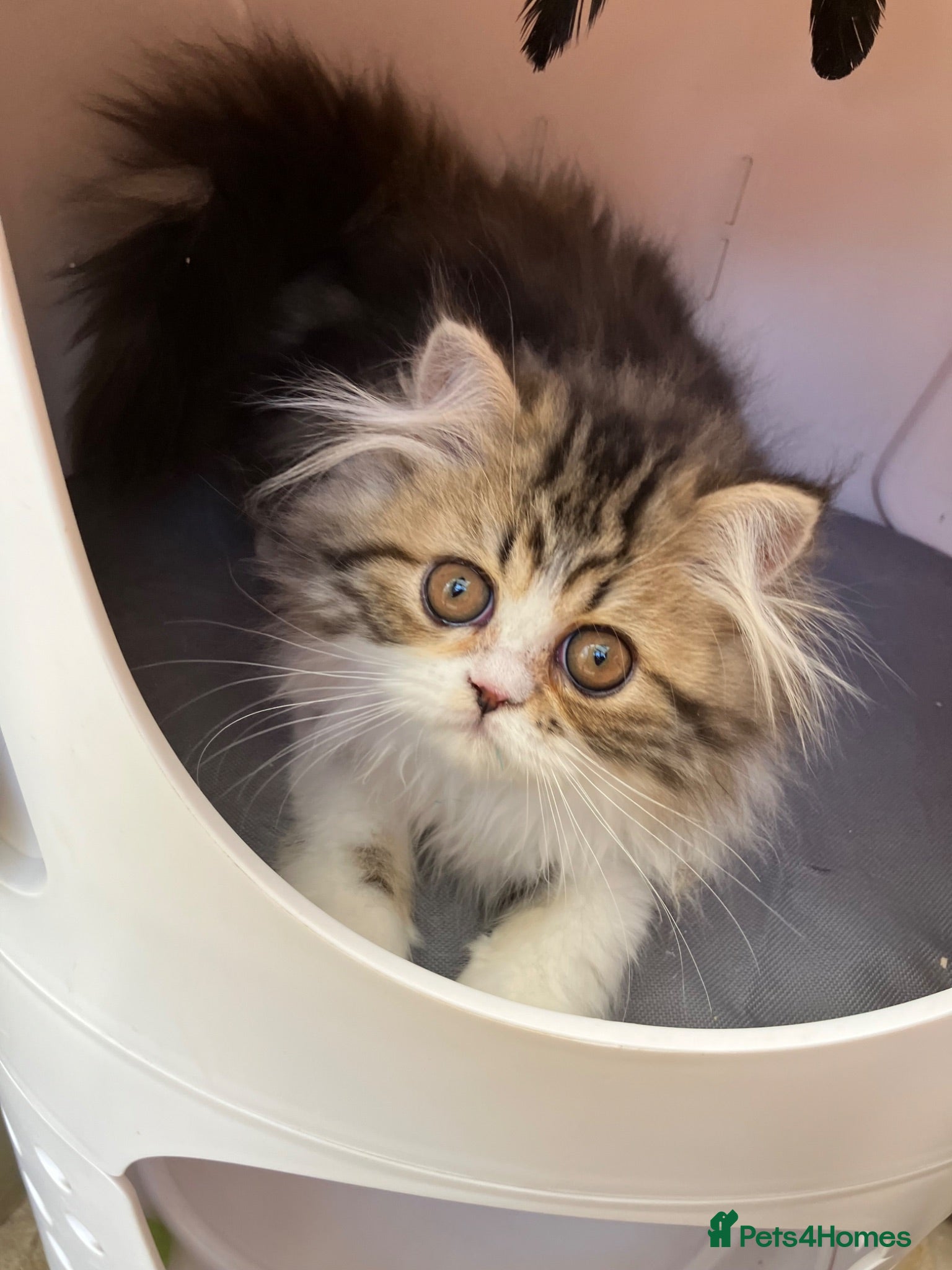 Persian cats Registered Pure Persian Kittens  - Advert 2