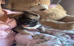Siberian Husky dogs for sale: Siberian husky puppies  - Image 1