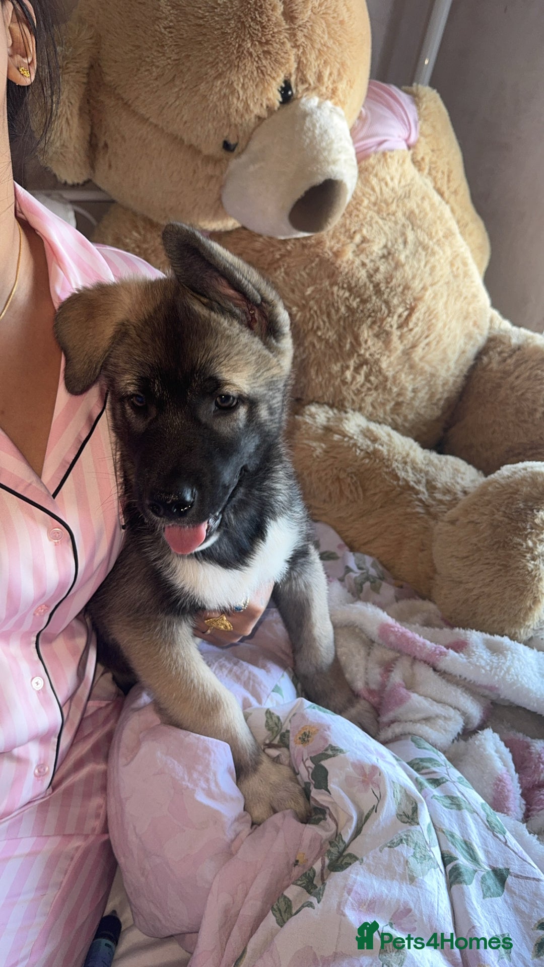 Siberian Husky dogs for sale: Siberian husky puppies  - Image 1