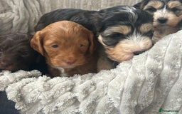 Cockapoo dogs for sale: Cockapoo Puppies - Image 12