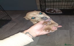 Mixed Breed dogs for sale: French bulldog X - Image 4
