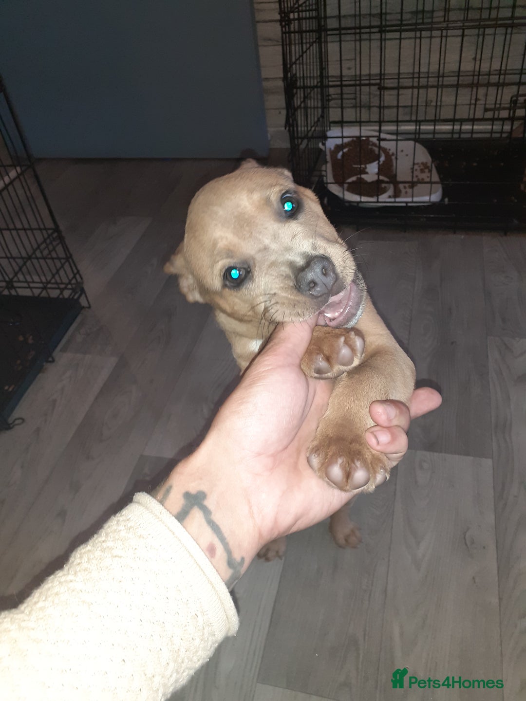 Mixed Breed dogs for sale: French bulldog X - Image 4