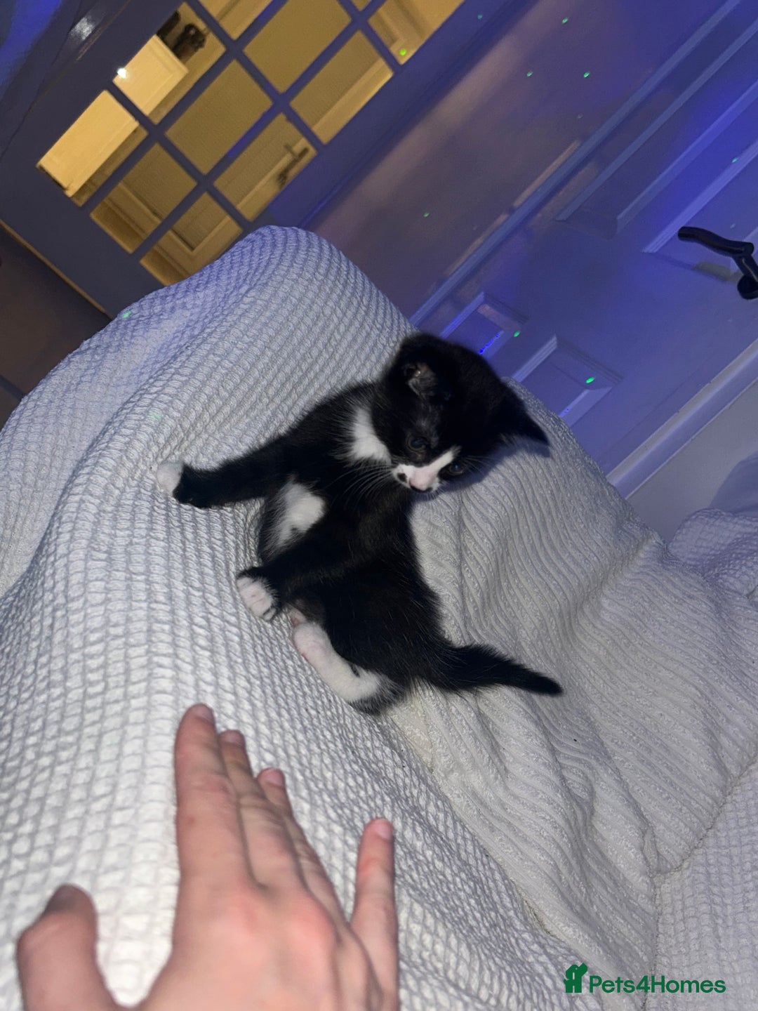Mixed Breed cats for sale: 3 ragdoll mix kittens  - Image 13