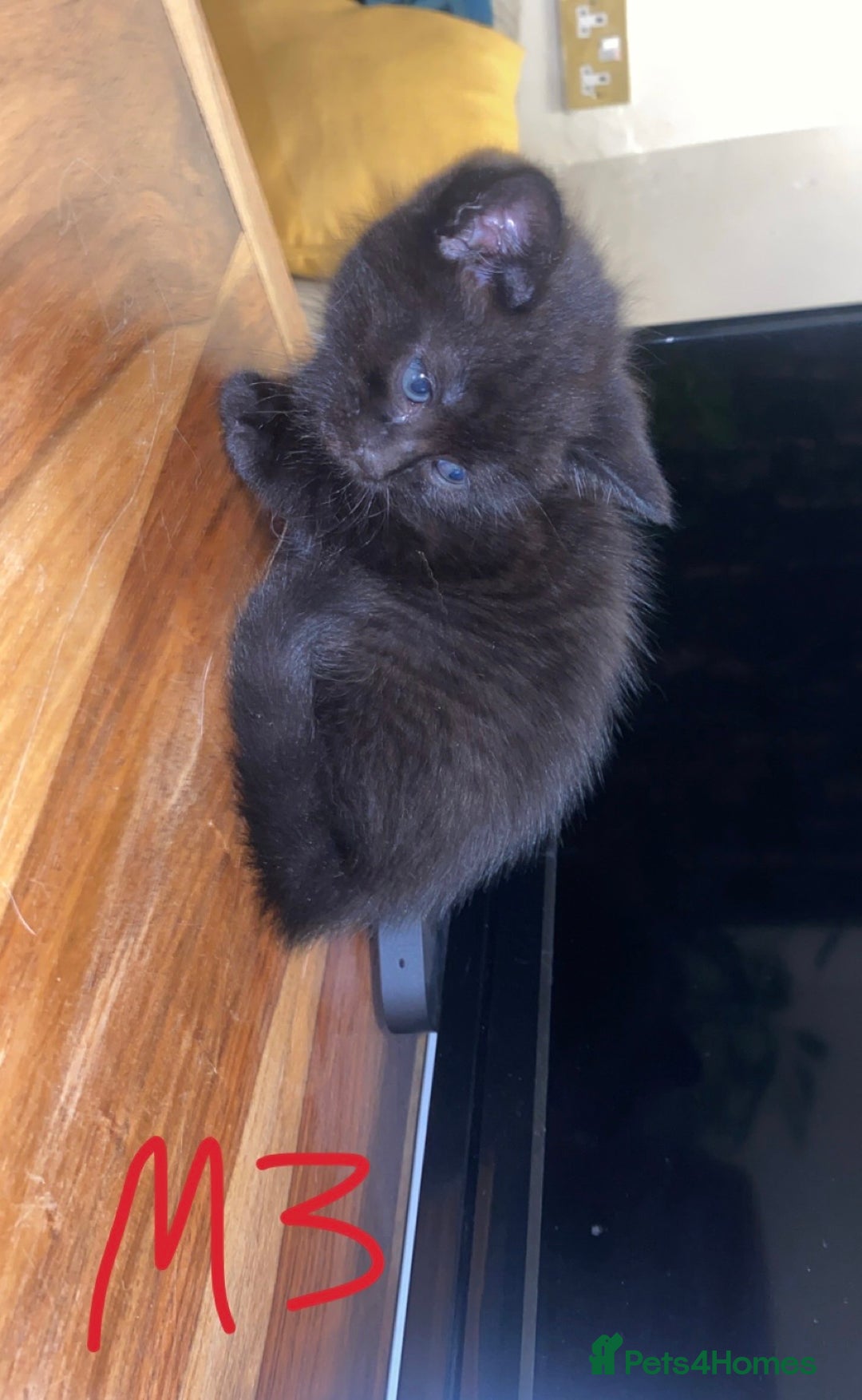 Mixed Breed cats for sale: 4x Tabby😻Babies ready ✅  - Advert 13