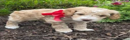 Cockapoo dogs for sale: Adorable Cockapoo Puppies Looking for Loving Homes in Faversham - Advert 8